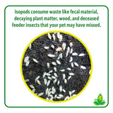 Josh's Frogs Dwarf Tropical White Isopods (25 ct) and Temperate Springtails (8oz) Bioactive Clean Up Crew Bugs Bundle
