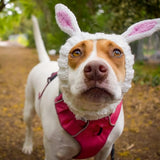 Zoo Snoods Bunny Costume - Knit Easter Dog Snood Ear Wrap for Pets, Warm Neck Cover for Halloween and Winter (Medium)