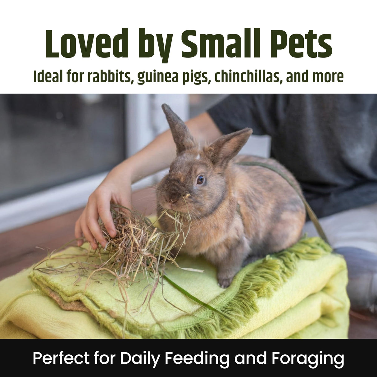 High Desert 2nd Cutting Timothy Hay for Rabbits, Guinea Pigs, Chinchillas and Small Pets, Soft Leafy for Daily Feeding and Digestive Health, Natural Rabbit Food and Guinea Pig Hay for Hay, 4 Lb Box