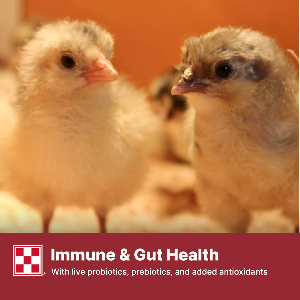 Purina Start & Grow | Nutritionally Complete Medicated Chick Feed Crumbles | 5 Pound (5 lb.) Bag