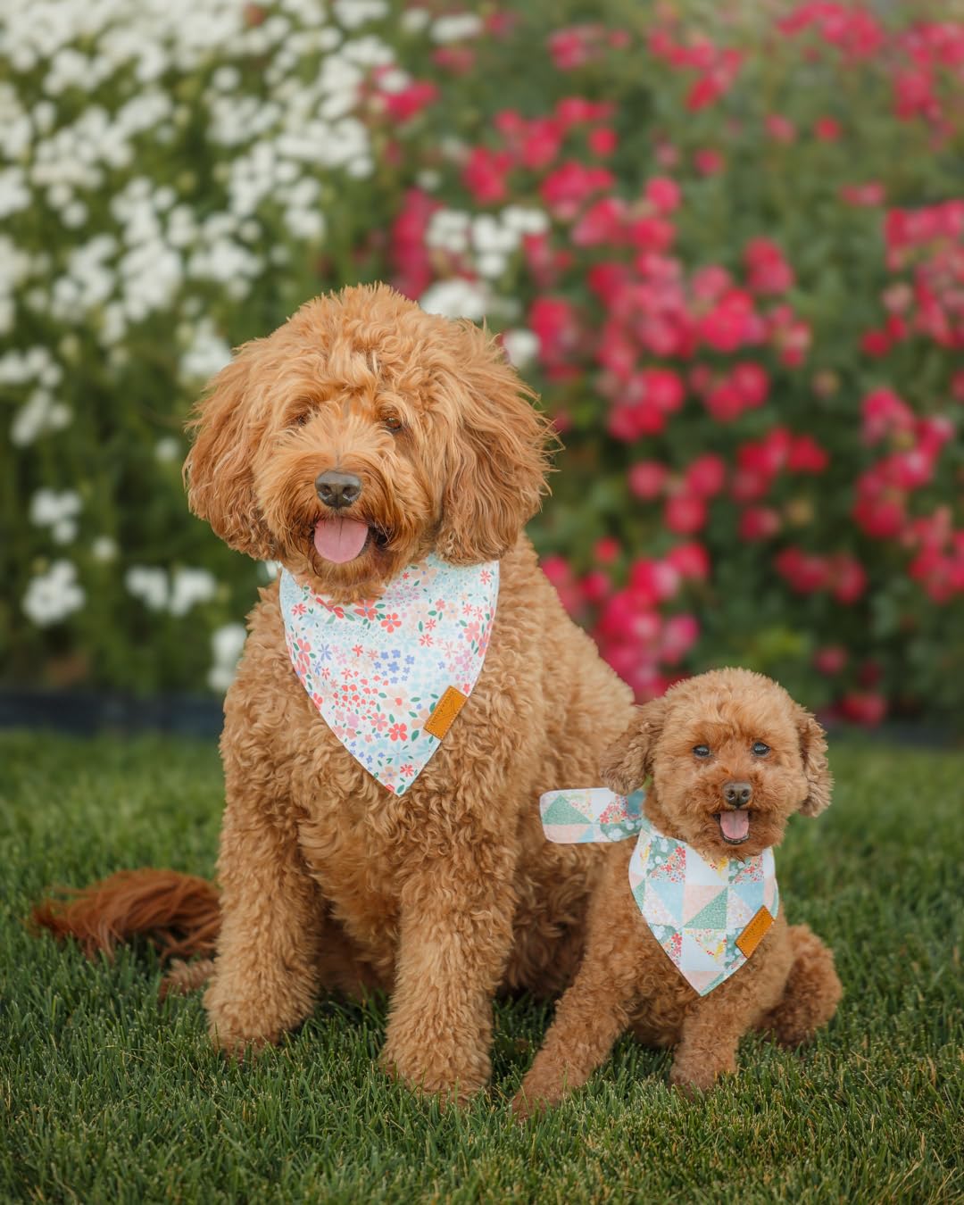 Remy+Roo Spring Dog Bandanas - 4 Pack Taylor Set | Premium Durable Adjustable Polyester Fabric | Patented Shape Girl Dog Bandana, Floral Bandana for Dogs (Large)