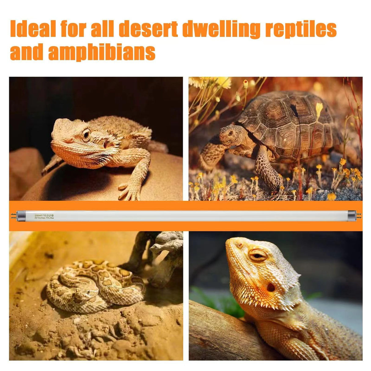 Celiwace T5 10.0 UVB Reptile Light Bulb 22 inch, Desert Reptile UVB Bulb 24W, for Lizards, Bearded Dragons, Chameleons