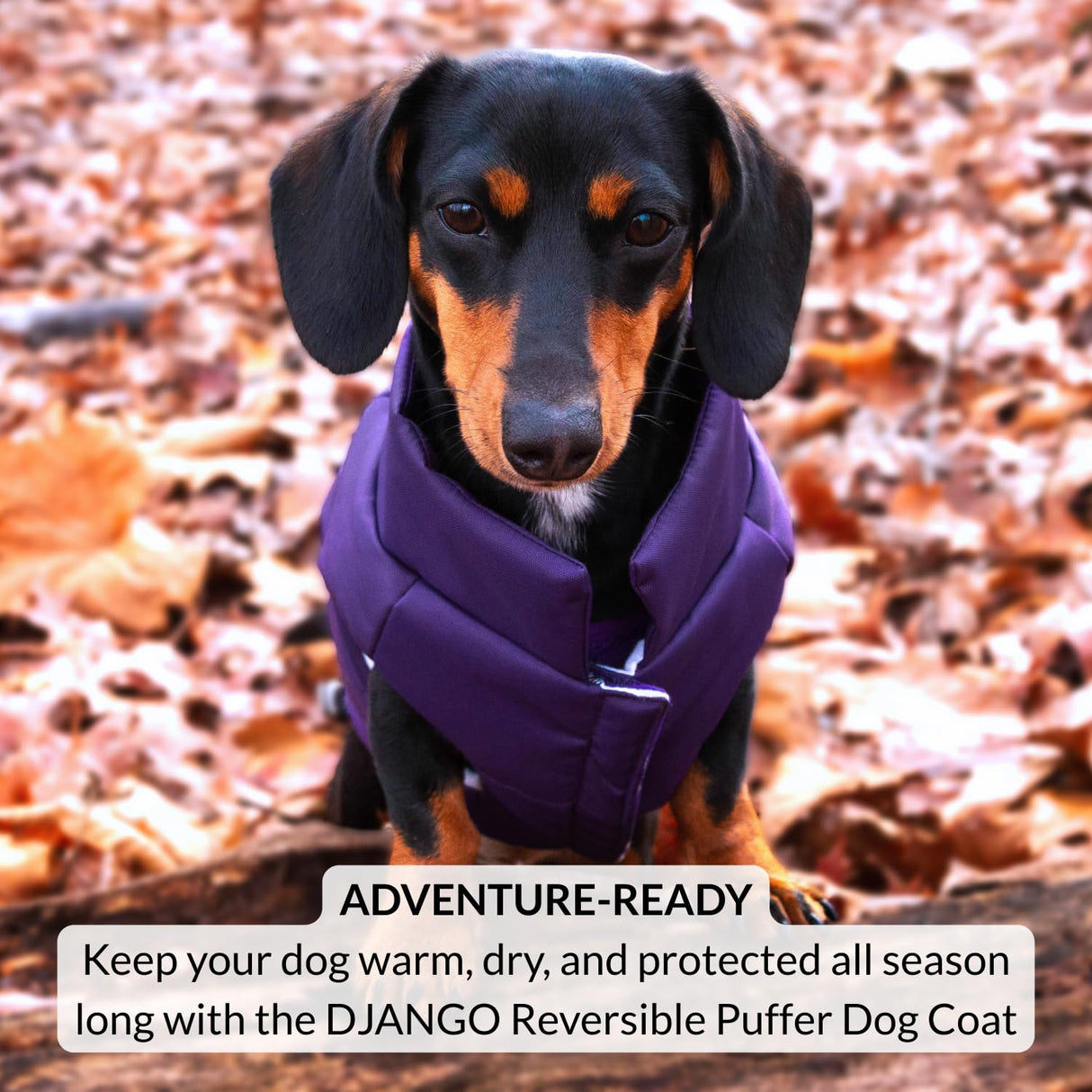 DJANGO Reversible Puffer Dog Coat – Warm Winter Dog Jacket & Water-Repellent Insulated Dog Coat w/Harness Hole, Windproof, Adjustable Fit for Small & Medium Dogs, Dachshunds – Violet Purple, Large