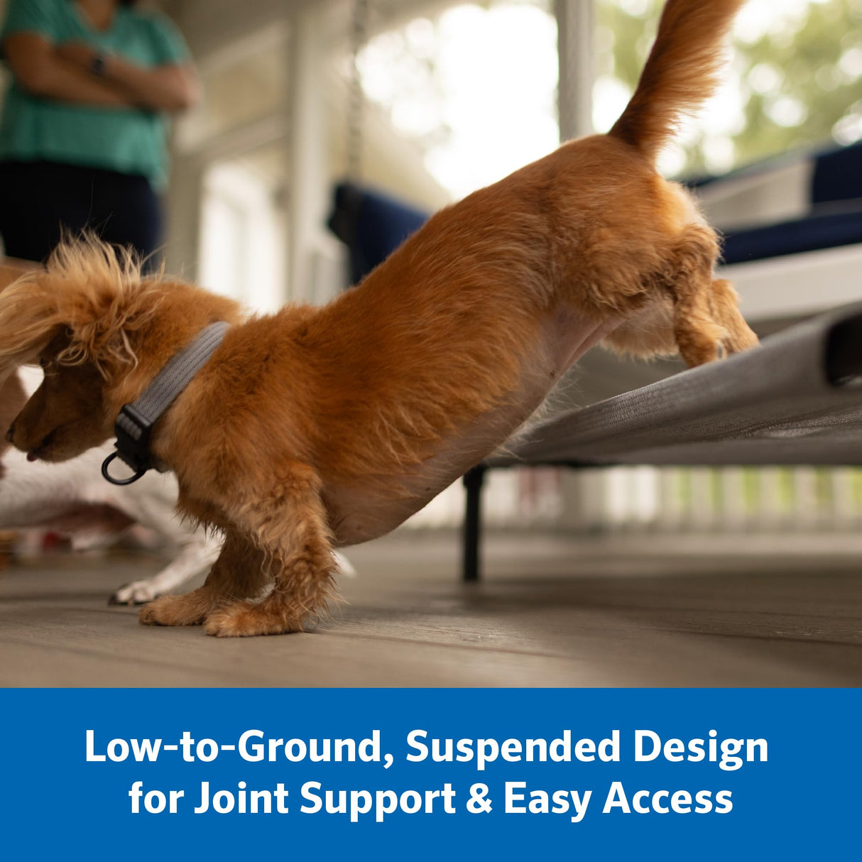 Coolaroo Pro Elevated Dog Bed with HeatShield Fabric – Advanced Cooling Raised Cot for Medium & Large Breeds, Easy-Clean, Low-to-Ground Access, Bonus Bolster Pillow – Everglade Green