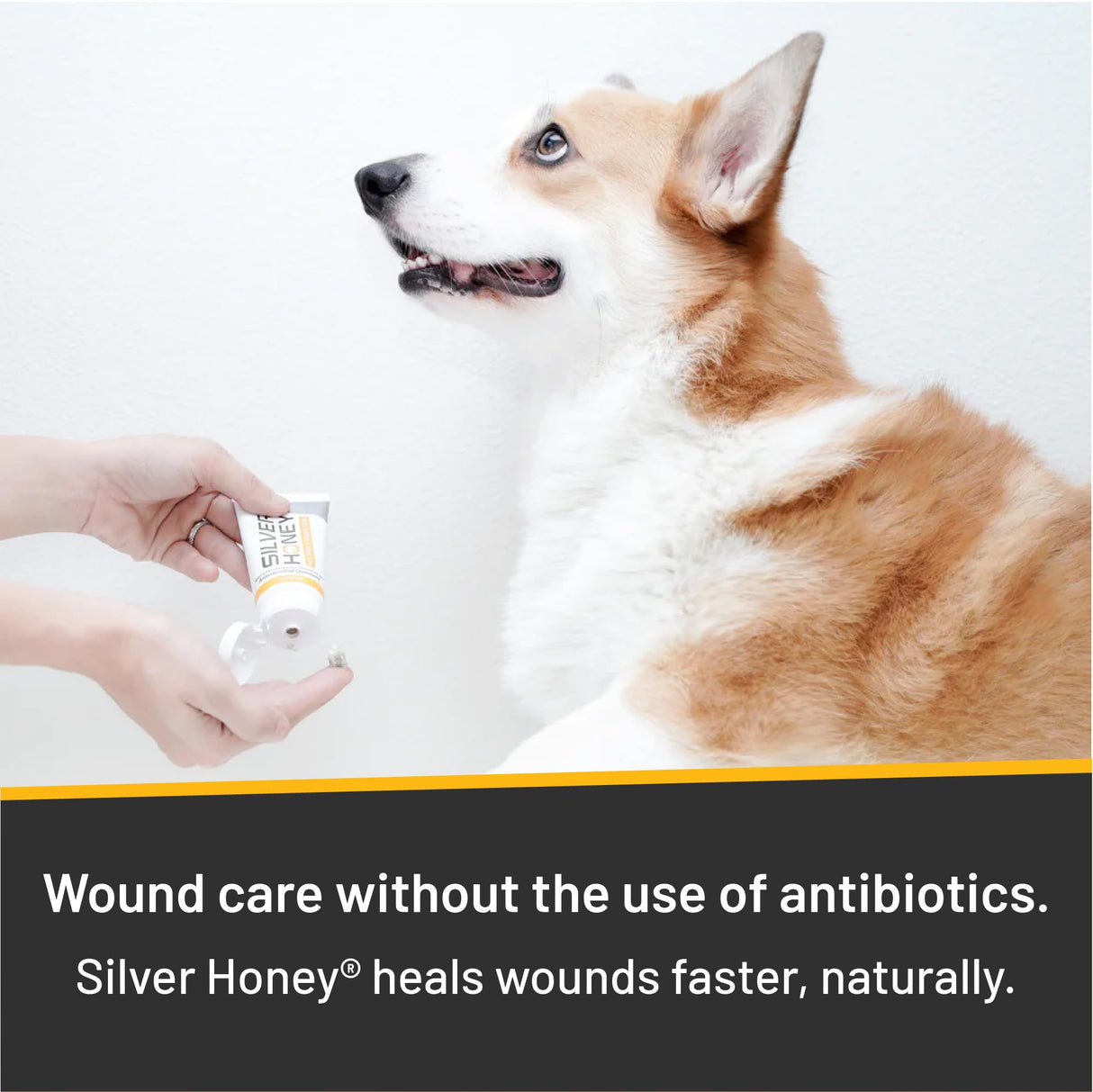 Absorbine Silver Honey Hot Spot & Wound Care Ointment for Dogs, Cats, Small Animals, 2oz Tube