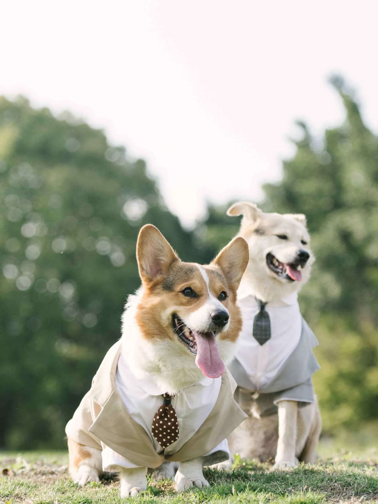 HDKUW Large Dog Wedding Shirt, Dog Tuxedo with Bow Tie, Dogs Wedding Formal Suit, Doggie Prince Gentleman Costume for Medium Large Dogs Khaki L