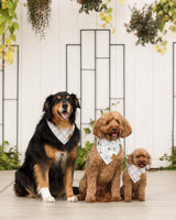 Remy+Roo X Boon Ties Dog Bandanas - 2 Pack | Premium Durable Adjustable Polyester Fabric | Patented Shape Boy & Girl Dog Bandanas | Pack of Bandanas for Dogs (Small)