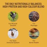 Hatortempt Chicken Feed Supplement - Non-GMO - Protein-Rich Mealworms, Black Soldier Fly Larvae & Oyster Shell - Calcium Grit Treats for Chickens - Egg Layer Feed Supplement (10 lb)
