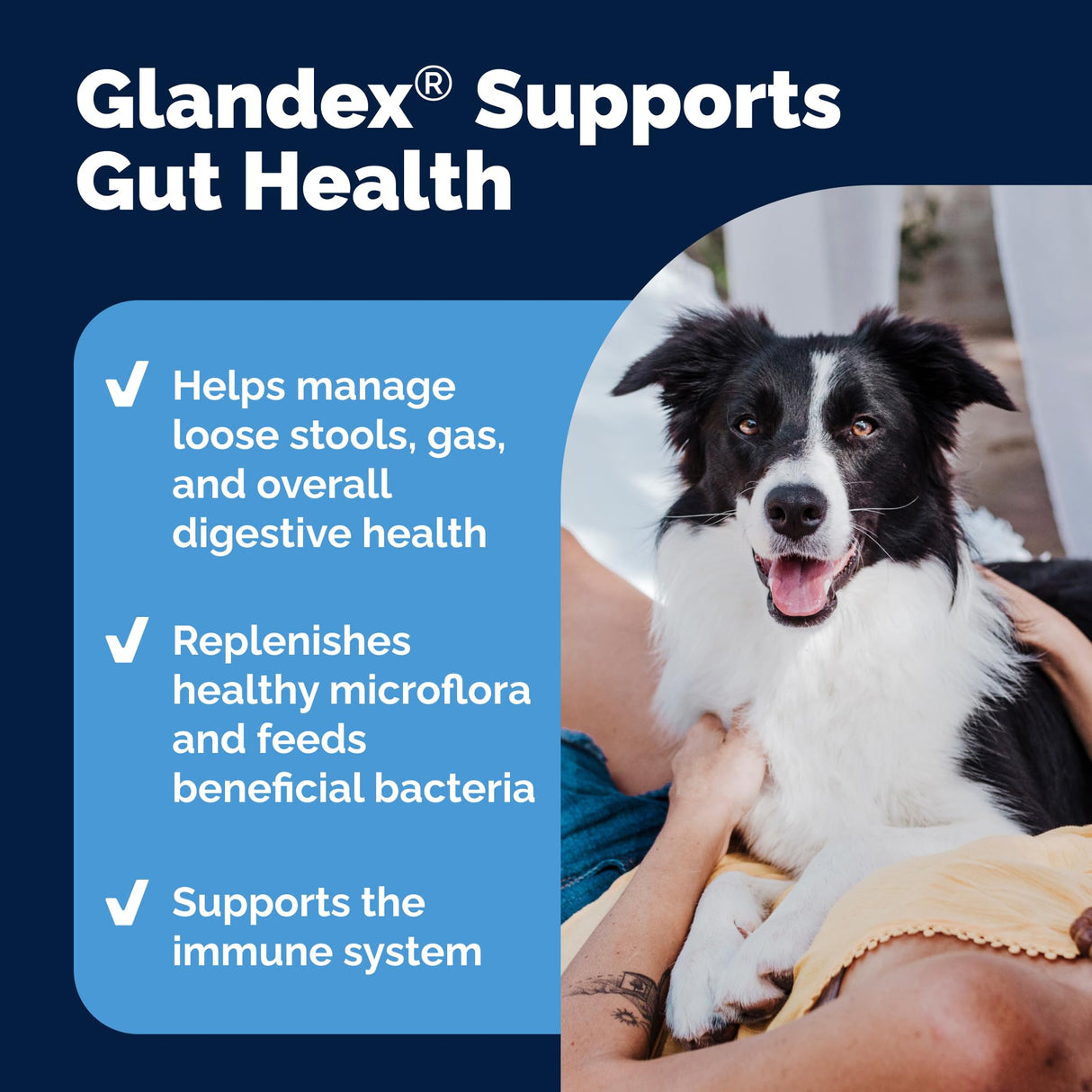 Vetnique Glandex Daily Probiotics for Dogs with Prebiotics to Support Gut Health with Fiber and Digestive Enzymes, Probiotic Chews or Powders (60ct Chews, Bacon Chews)