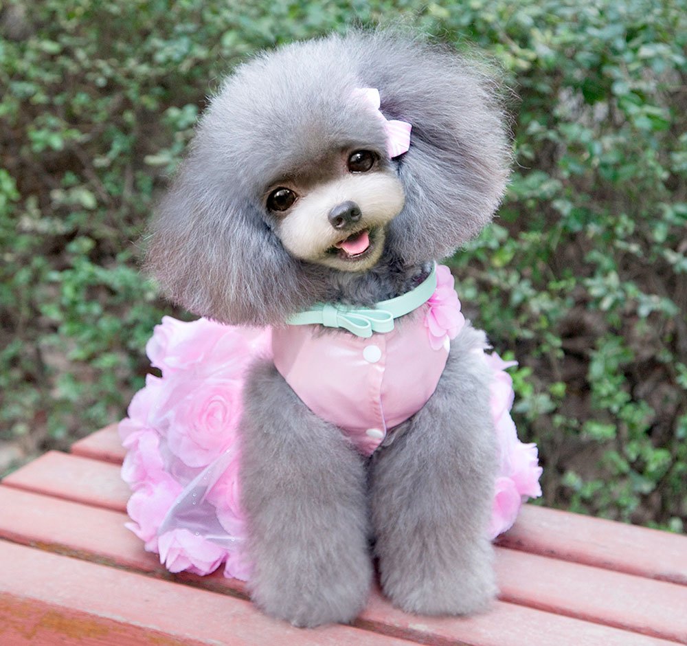 SMALLLEE_Lucky_Store Pet Small Dog Wedding Dress with Bowknot Birthday Party Costume Satin Rose Pearls Girl Formal Dress Cat Tutu Pink, Medium