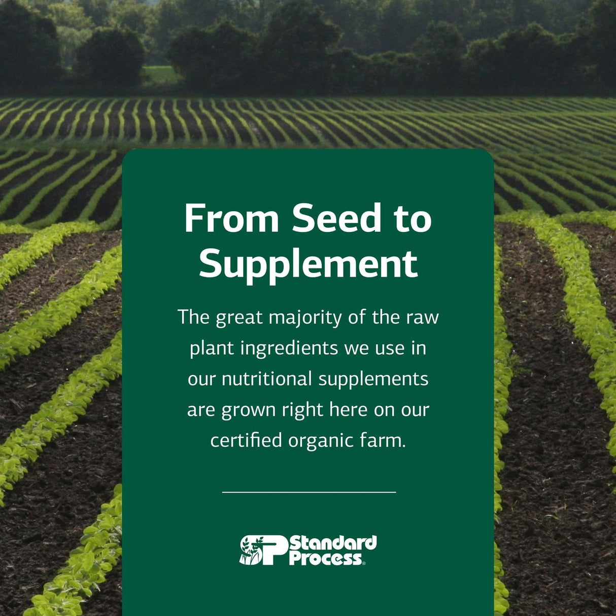 Standard Process Inc. VF Antronex for Pets - Feline & Canine Hepatic Support Formula - Healthy Liver Supplement for Cats & Dogs - Antronex Supplement to Support Healthy Immune System - 90 Tablets
