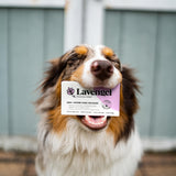 Lavengel for Dogs - Reduces Skin Irritations and Itching - Effective Wound Care and Hot Spot Treatment