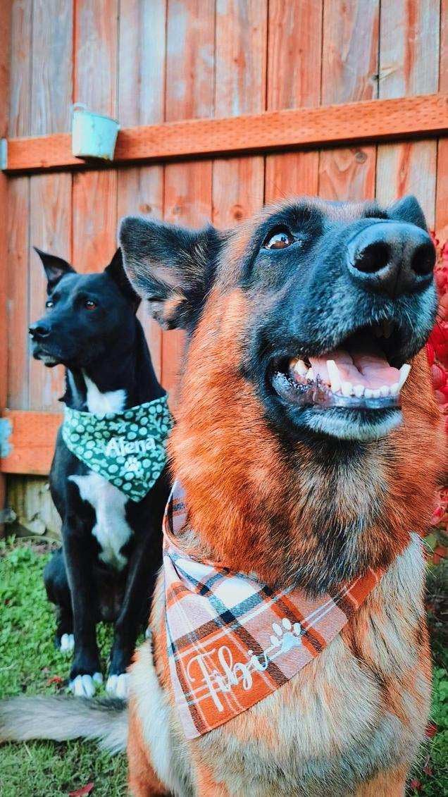 Plaid Bandana Personalized, Embroidered, Buffalo Plaid, Custom Pet Neckwear
