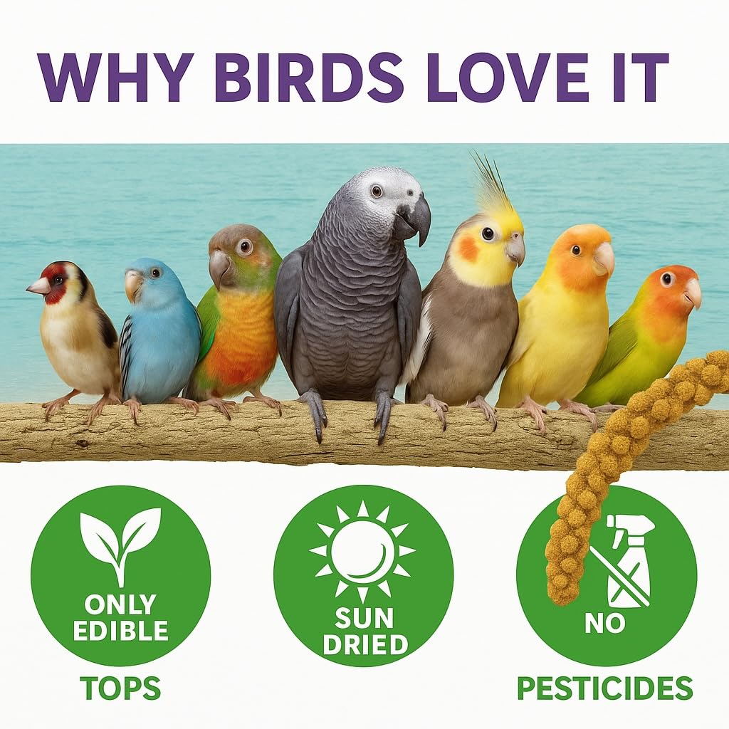 5lbs Economy & Special Spray Millet for Birds – GMO-Free, No Stems (Only Edible Tops) – 100% Natural Sun-Dried Foraging Treat for Cockatiels, Lovebirds, Parakeets, Finches & Canaries