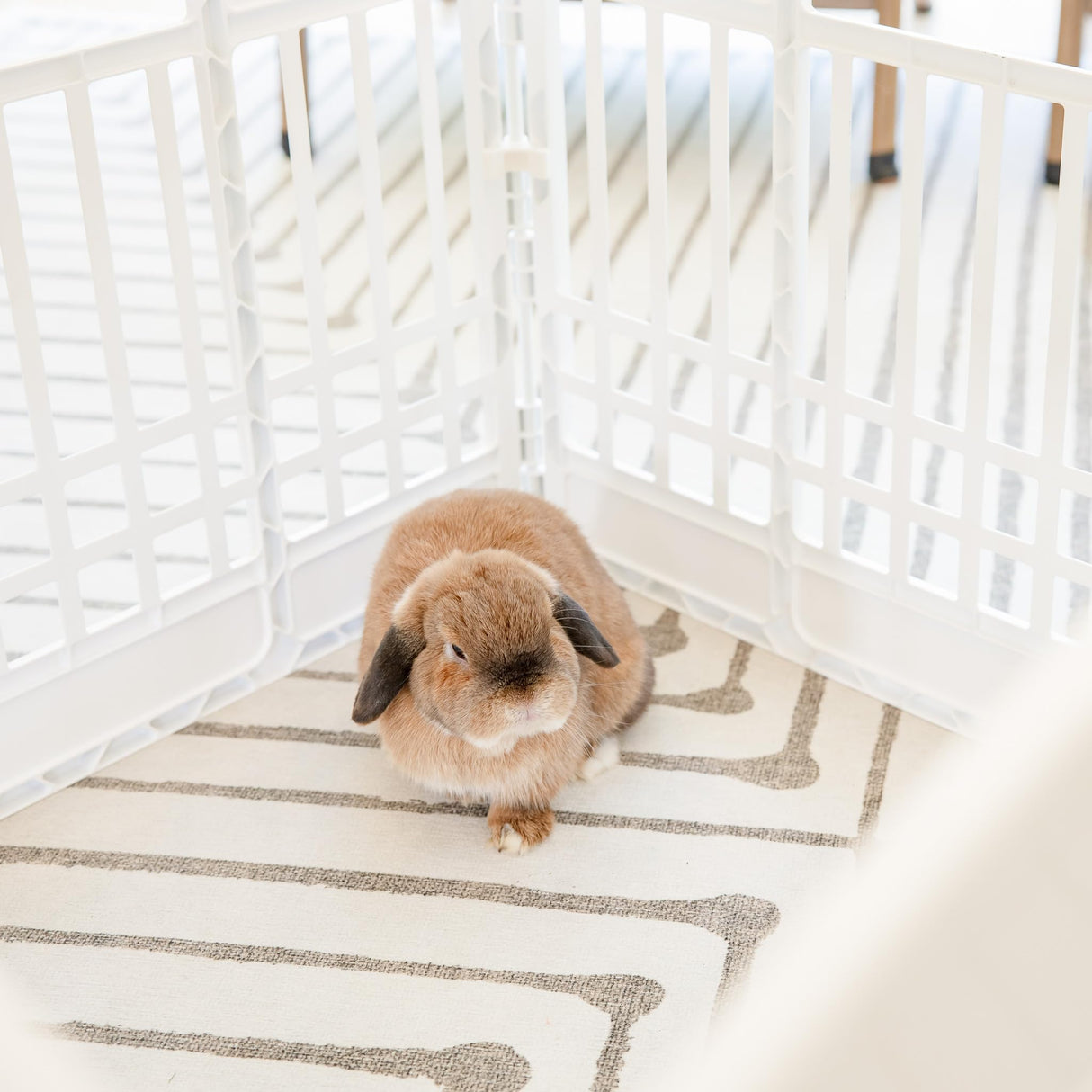 Carlson 4-Panel Plastic Pet Pen – Portable, Secure, and Easy-to-Use Playpen for Small Pets | 24" Tall, White, Includes Door and Lock, Ideal for Small Pets, Whelping and Indoor/Outdoor Use