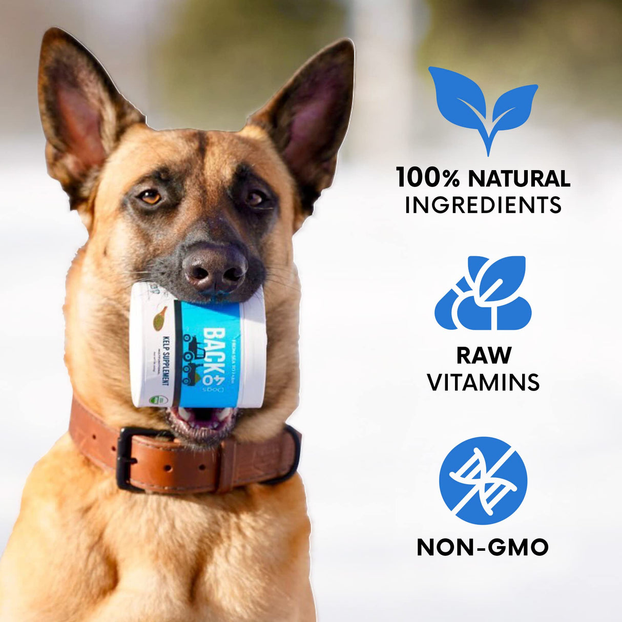 Organic Kelp Powder for Dogs, Dried Sea Kelp Supplement for Thyroid Function, Dental Health, Immune Support, Digestion, Skin & Coat - Iodine Rich - Multivitamin for Cats & Dogs 16oz - Made in USA