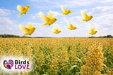 Birds Love Alpiste Canary Seed – 100% Pure, Non-GMO, Double Cleaned Food for Canaries, Finches, Budgies & Parakeets – No Additives, Bird Feed, 5 lbs