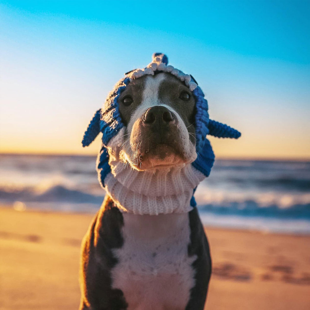 Zoo Snoods Baby Shark Costume - Warm Knit Dog Snood Wrap for Pets, Neck Ear Cover Protection, Halloween Winter (Large)