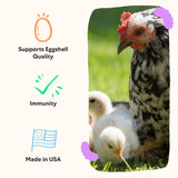 Grubbly Farms Vitamins + Electrolytes Water Supplement for Chickens (30 Day)