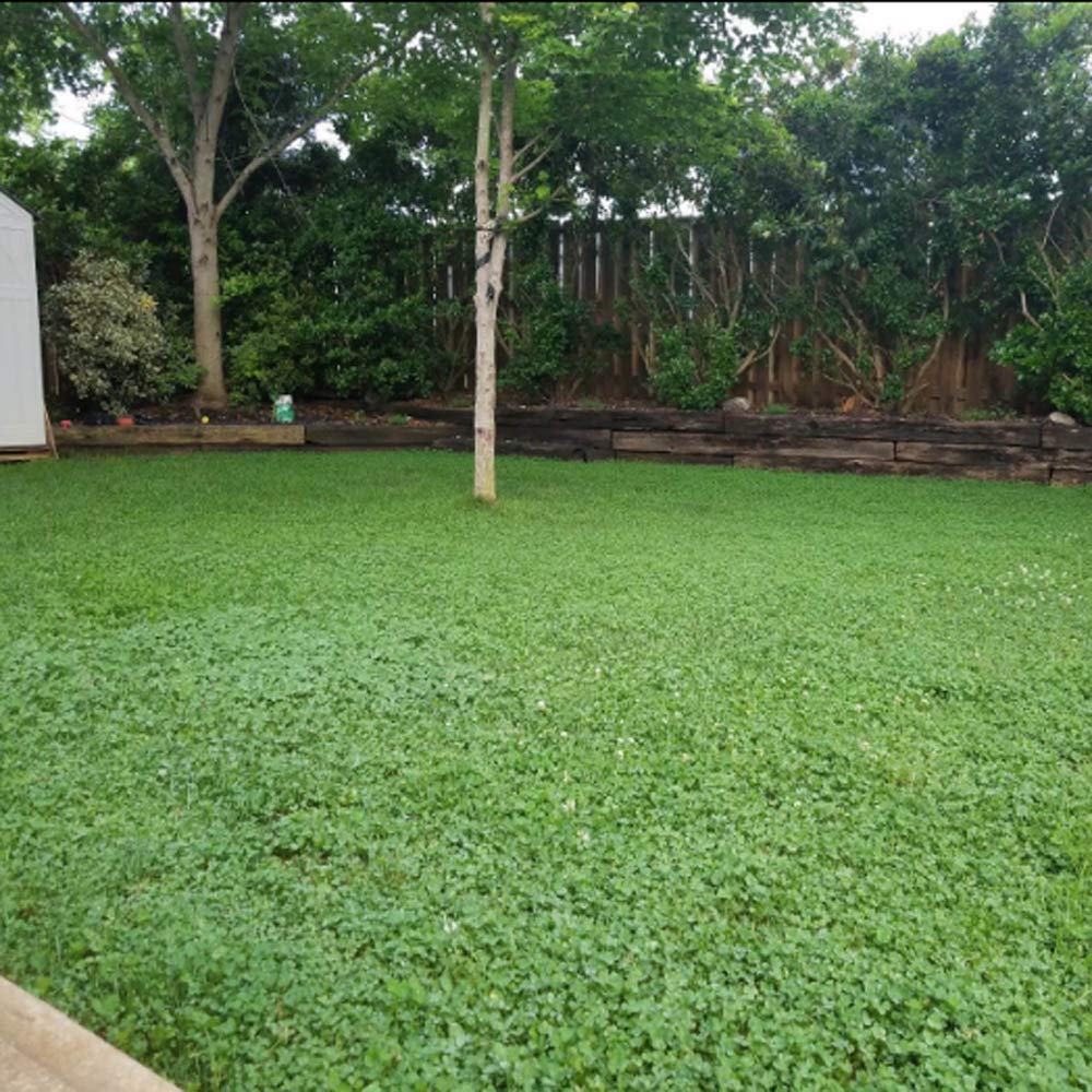 Outsidepride Perennial White Miniclover® Lawn Clover & Ground Cover Seeds - 1 LB