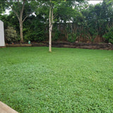 Outsidepride Perennial White Miniclover® Lawn Clover & Ground Cover Seeds - 1 LB