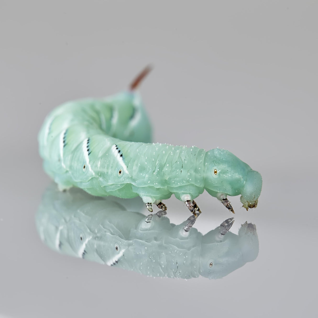 Oregon Silkworms: 100+ Hornworms | Guaranteed Healthy Arrival