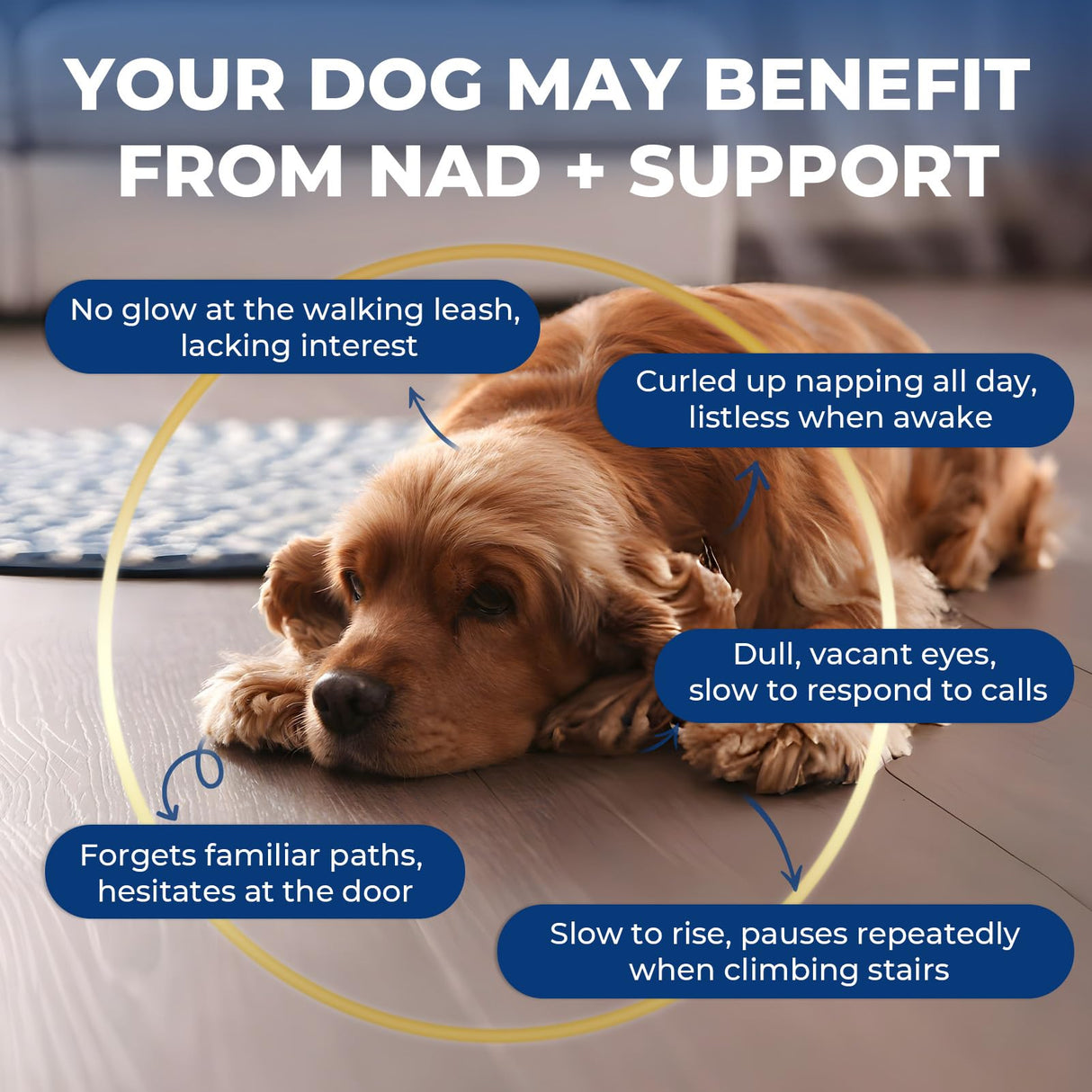 Nicotinamide Adenine Dinucleotide Precursor & Senior Dog Supplement,Dog Cognitive & Calming Chews,Dogs Vitamin Supplement,Supports Dogs Anti-Aging,Cognitive Health & Anxiety Relief,Promotes Relaxation