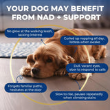 Nicotinamide Adenine Dinucleotide Precursor & Senior Dog Supplement,Dog Cognitive & Calming Chews,Dogs Vitamin Supplement,Supports Dogs Anti-Aging,Cognitive Health & Anxiety Relief,Promotes Relaxation