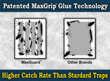 MaxGuard MaxGrip Glue Traps (24 Traps) Non-Toxic Extra Sticky Glue Board Pre-Baited with Fruity Scent Attractant Trap & Kill Insects, Bugs, Spiders, Crickets, Scorpions, Cockroaches, Centipedes, Mice
