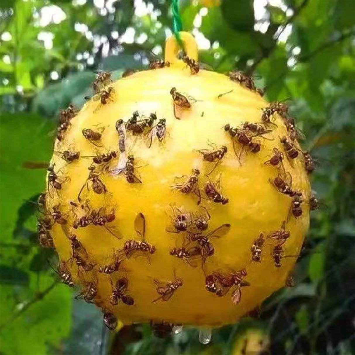 Bylesary Fruit Fly Traps for Outdoor Orchard, Ball Shape Hanging Fruit Fly Trap Bait Yellow Sticky Pack of 10, Home Garden Farm Fruit Plants Gnat Sticky Traps