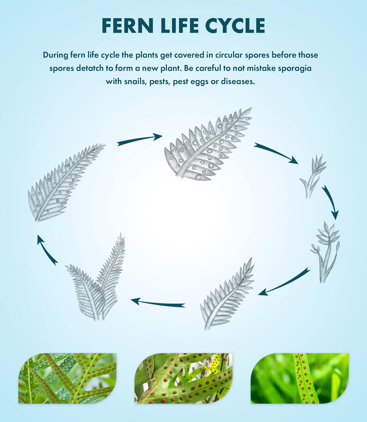 SubstrateSource Java Fern Live Aquarium Plants - Potted Freshwater Plant for Fish Tanks - Beginner Friendly, Low Light (Windelov, 1 Pot)
