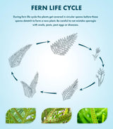 SubstrateSource Java Fern Live Aquarium Plants - Potted Freshwater Plant for Fish Tanks - Beginner Friendly, Low Light (Windelov, 1 Pot)