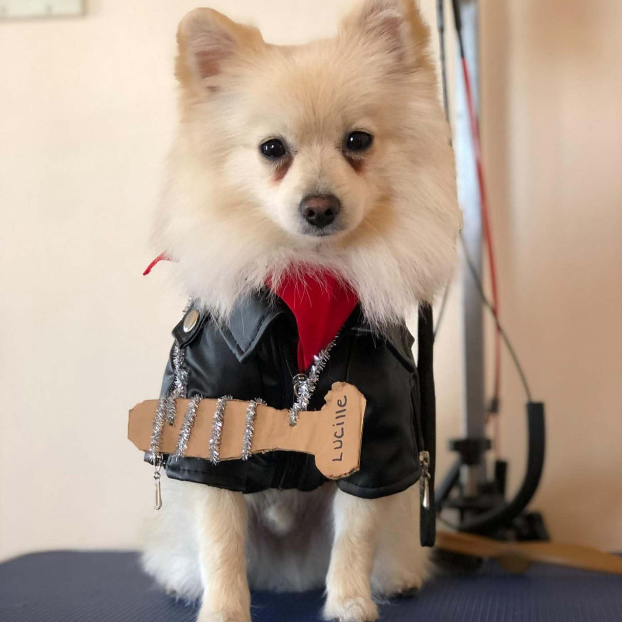 Cool Dog Leather Jacket Coat Clothes,Halloween Rock Star Costume for Small Medium Dogs(M, Black)