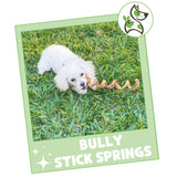 Nature Gnaws Bully Stick Springs for Dogs 7-8" (6 Count) - Long Lasting for Aggressive Chewers - Natural Curly Beef Dog Chew Bones - Rawhide Free
