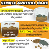 Bioactive Combo | 25 Powder Orange Isopods | 8oz Coco Temperate Springtails | Live Arrival Nationwide!