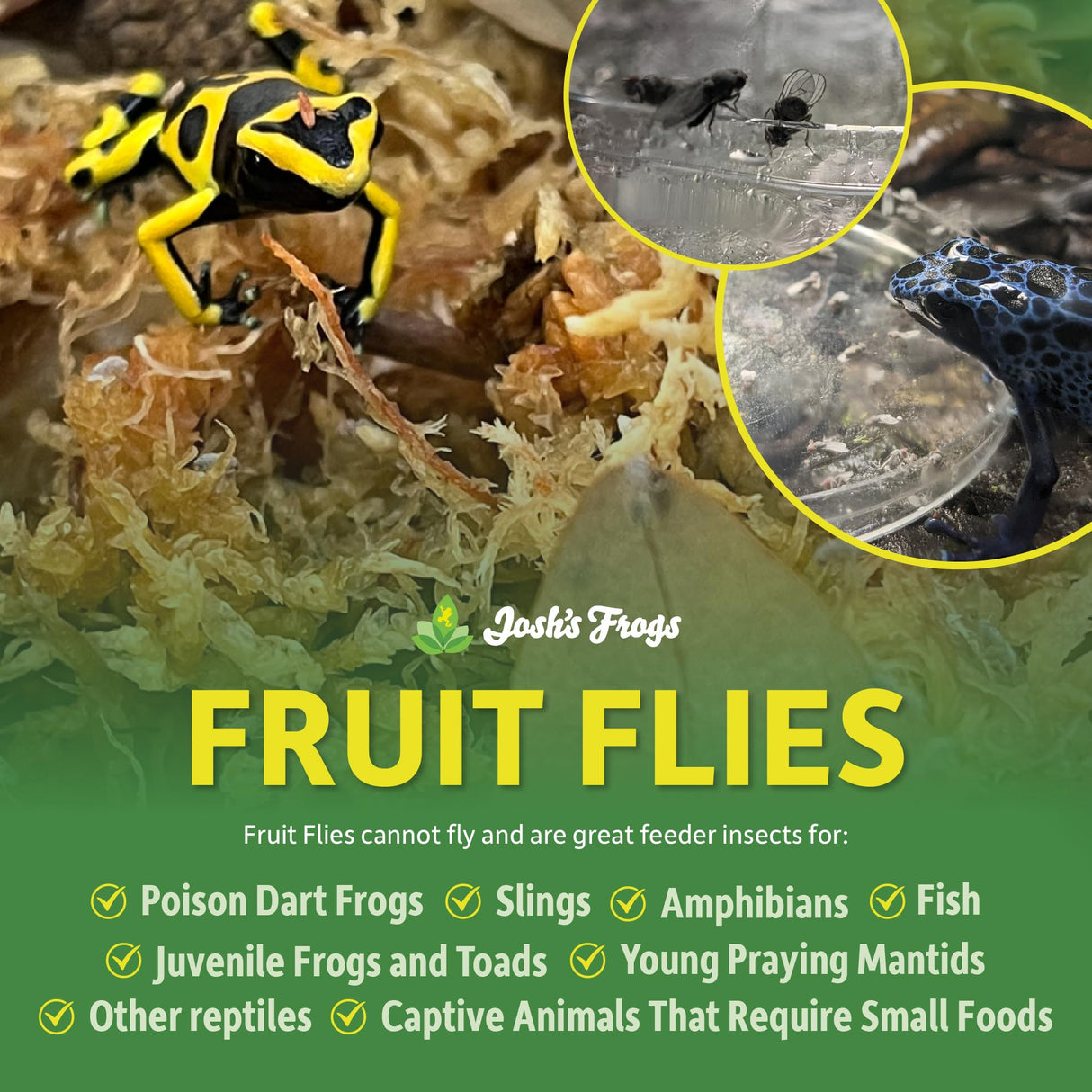 Josh's Frogs Wingless Drosophila Melanogaster Fruit Fly Cultures (Fresh)