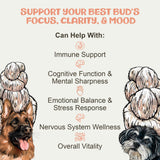 MycoDog Lions Mane Mushroom Supplement for Dogs - Cognitive & Brain Health - Lions Mane for Dogs - Senior Dog Wellness Drops