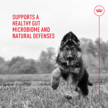Load image into Gallery viewer, Royal Canin Probiotics for Dogs Digestive and Immune Health Powder Supplement for Dogs of All Ages, 30 Count
