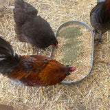 Kelp for Chickens & Duck Feed (1 Pound): Chicken Vitamins | Chicken Supplements | Vitamins for Chickens | Pampered Chicken Mama