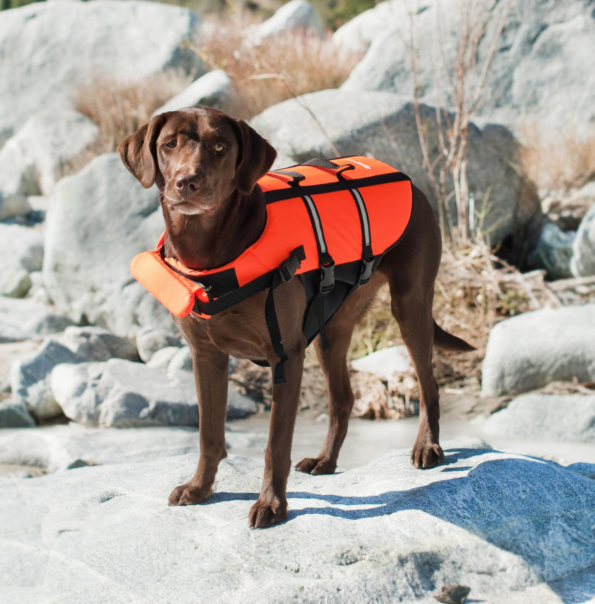 ZippyPaws Adventure Dog Life Jacket - Dog Life Vest for Swimming & Boating, Fits Small Pets, Lightweight Flotation Device for Water Safety, Padded Handle, Adjustable Fit, 6-10" - XX-Small, Red
