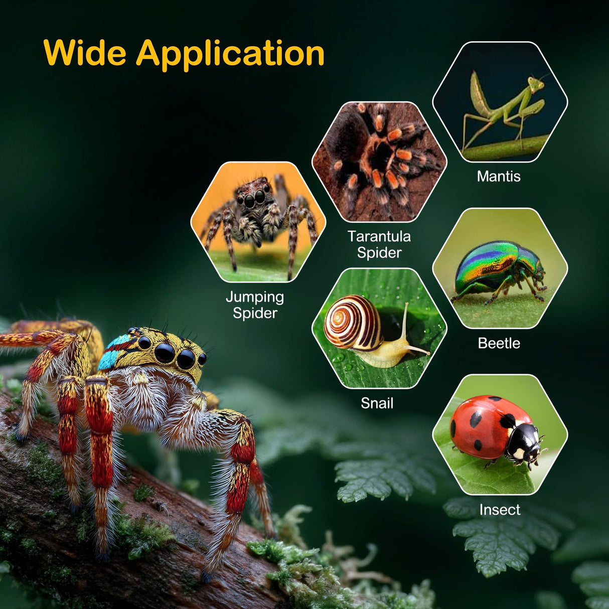Clioran Jumping Spider Enclosure Kit,Escape Proof Reptile Tank,Praying Mantis Terrariums,Transparent Acrylic Complete Bug Habitat,Arboreal Tarantula Cribs Cage,Insect Starter Container,Critter Keeper
