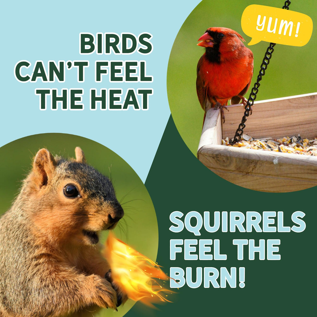 Uncle Dunkels Spicy Hot Pepper Squirrel Deterrent (16 fl Oz) – All-Natural, Food-Grade Hot Pepper Bird Seed Coating, Repels Squirrels, Safe for Birds, Made in USA
