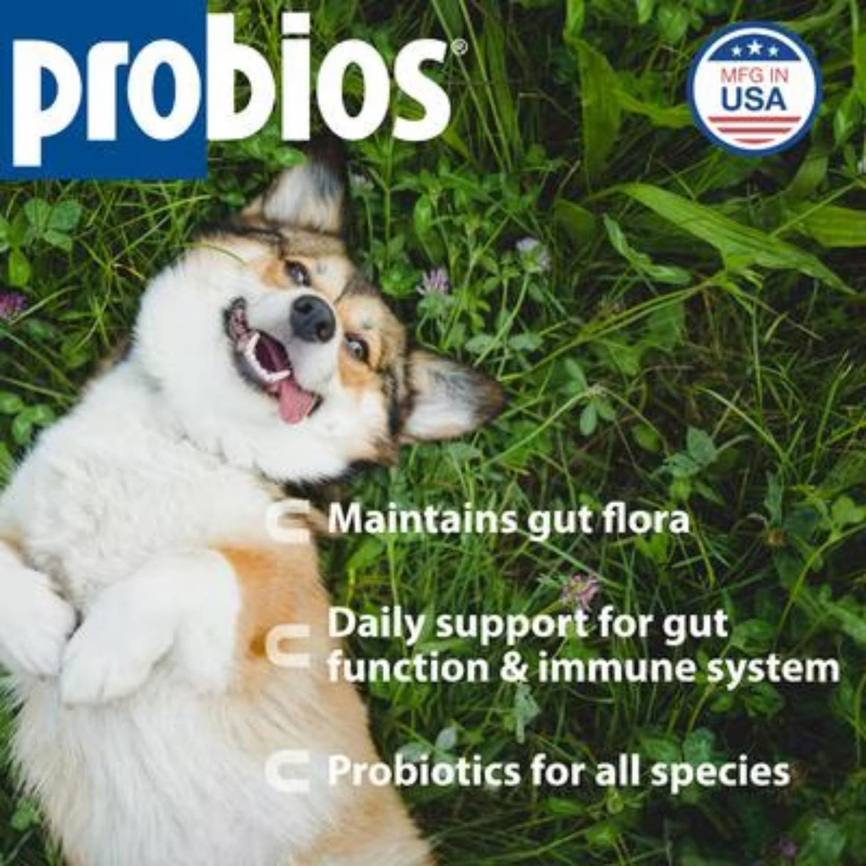 Probios Probiotic Powder for Ruminants and Other Animals 240g