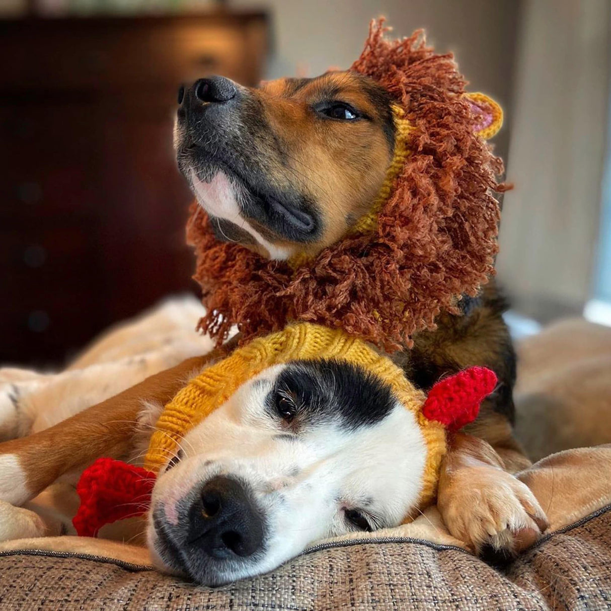 Zoo Snoods Rooster Costume - Knit Chicken Dog Snood Ear Wrap for Pets, Warm Neck Cover for Halloween and Winter (Small)