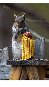 Himsel Farms Wildlife Treats,Ear Corn Kernels, Hand Packed Boxes, Squirrel Food, 10 Pound (Pack of 1), Yellow