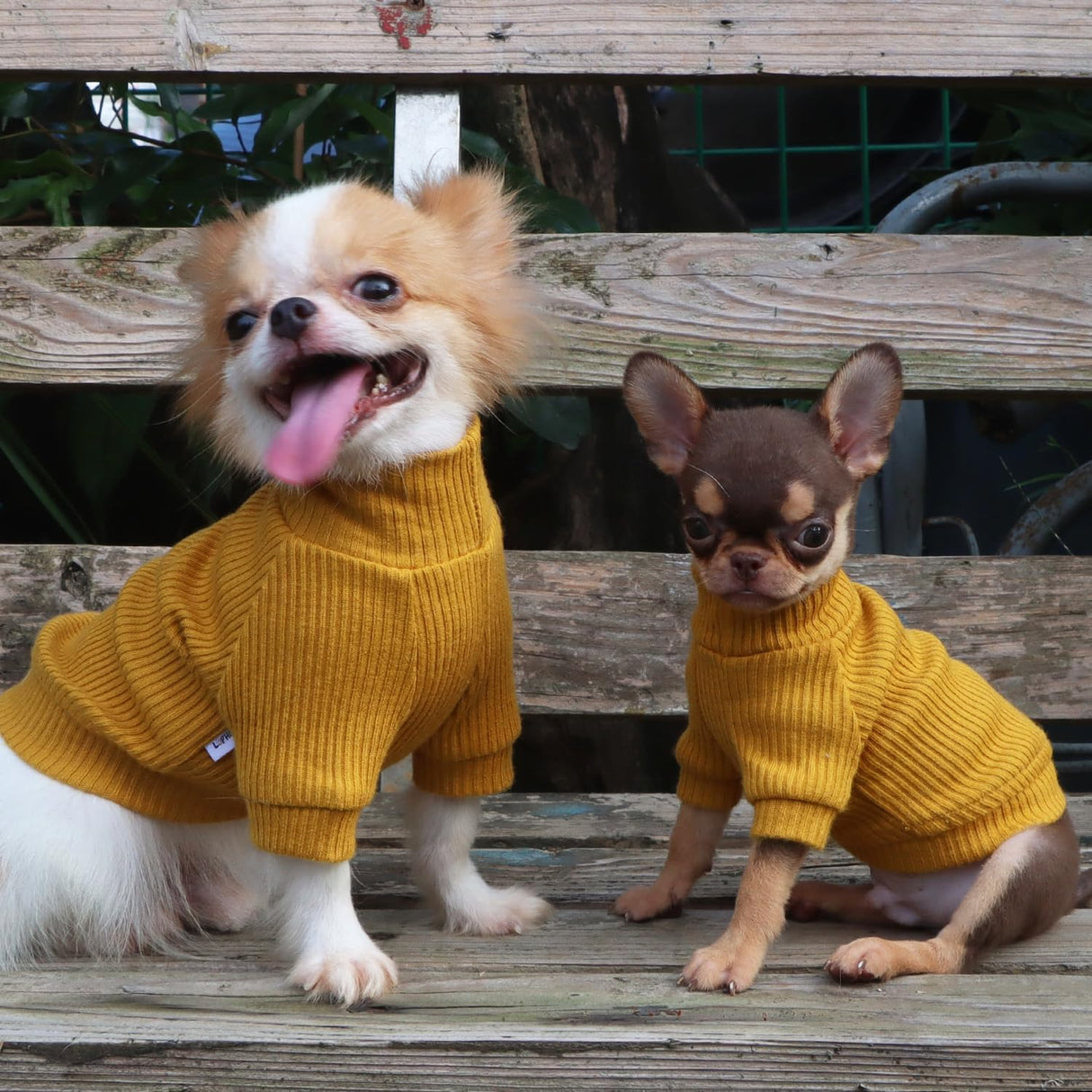LOPHIPETS Small Dog Turtleneck Sweaters for Teacup Chihuahua Yorkie Puppy Cat Clothes-Yellow/S