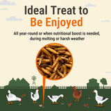 Supreme Grubs Natural Black Soldier Fly Larvae for Chickens, 85X More Calcium Than Mealworms-High Protein Grub Food Chicken Treats for Hens, Probiotic-Rich Chicken Feed, Calcium-Dense Bird Treat 5lb