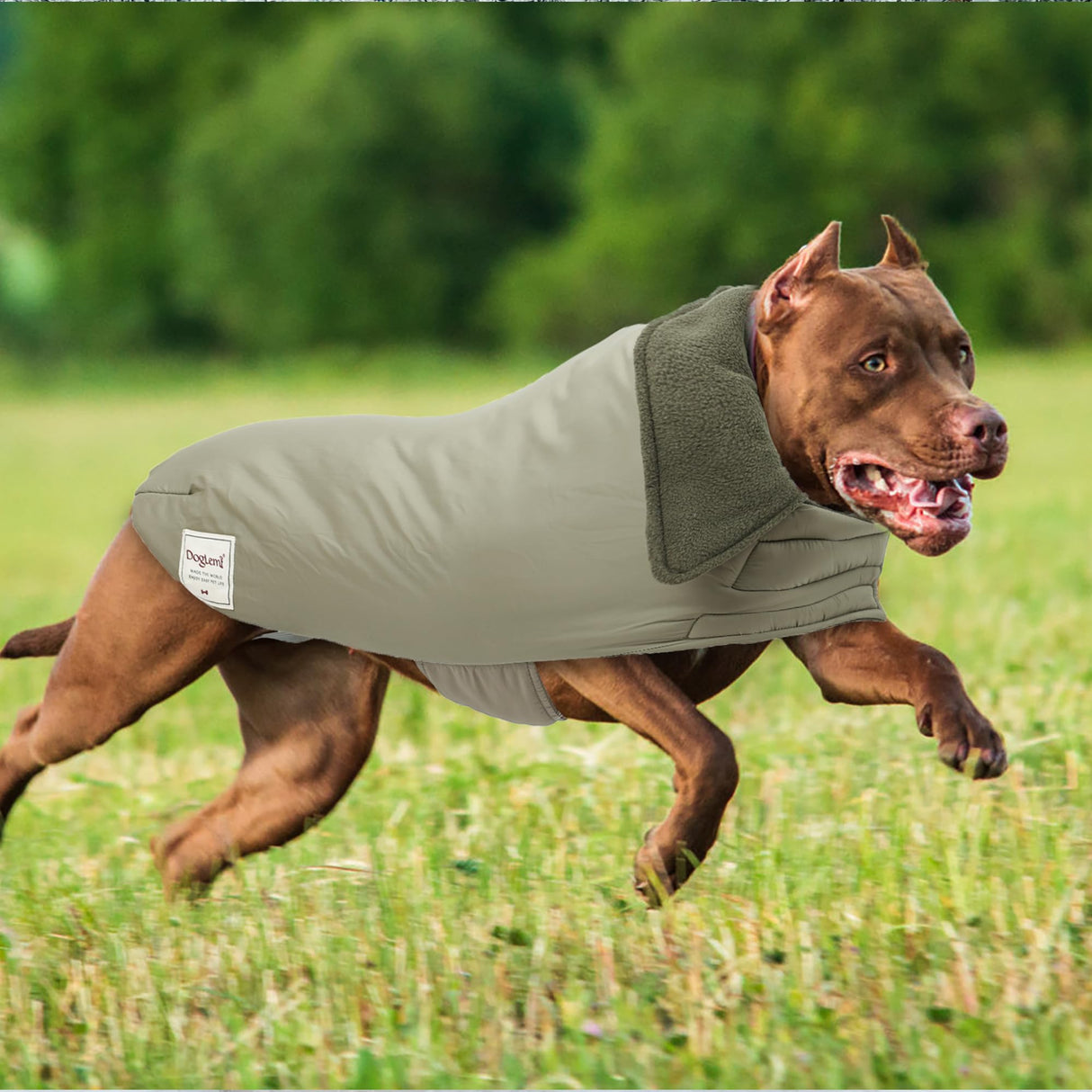ETIAL Dog Winter Coat, Windproof Waterproof Dog Cold Weather Coats, Winter Snowsuit Extra Warm Fleece Jacket for Small Medium Large Breeds (Green,M)