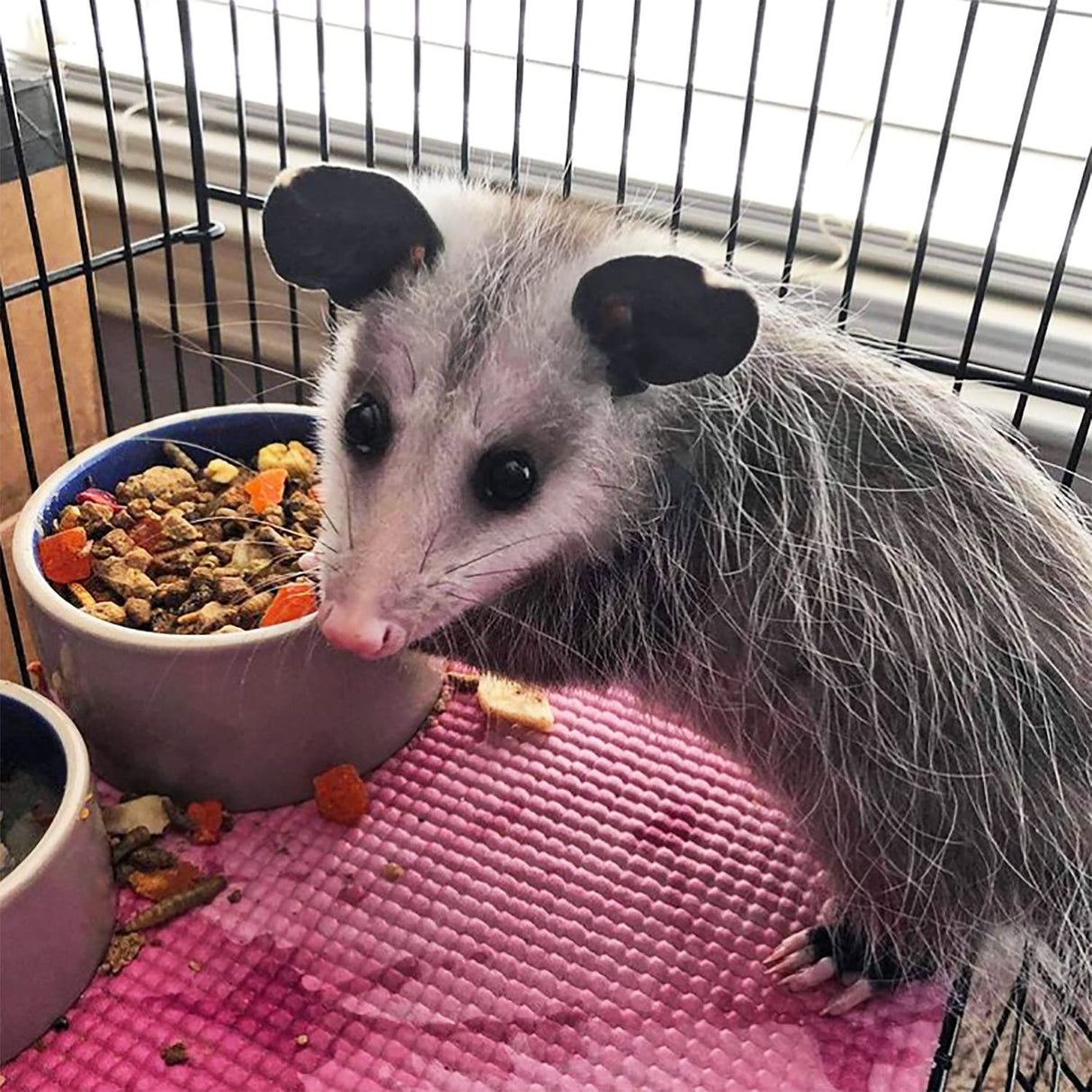 Exotic Nutrition Opossum Complete - Nutritionally Complete Healthy Pellet Diet - Food for Short-Tailed & Virginia Opossums (15 lb.)