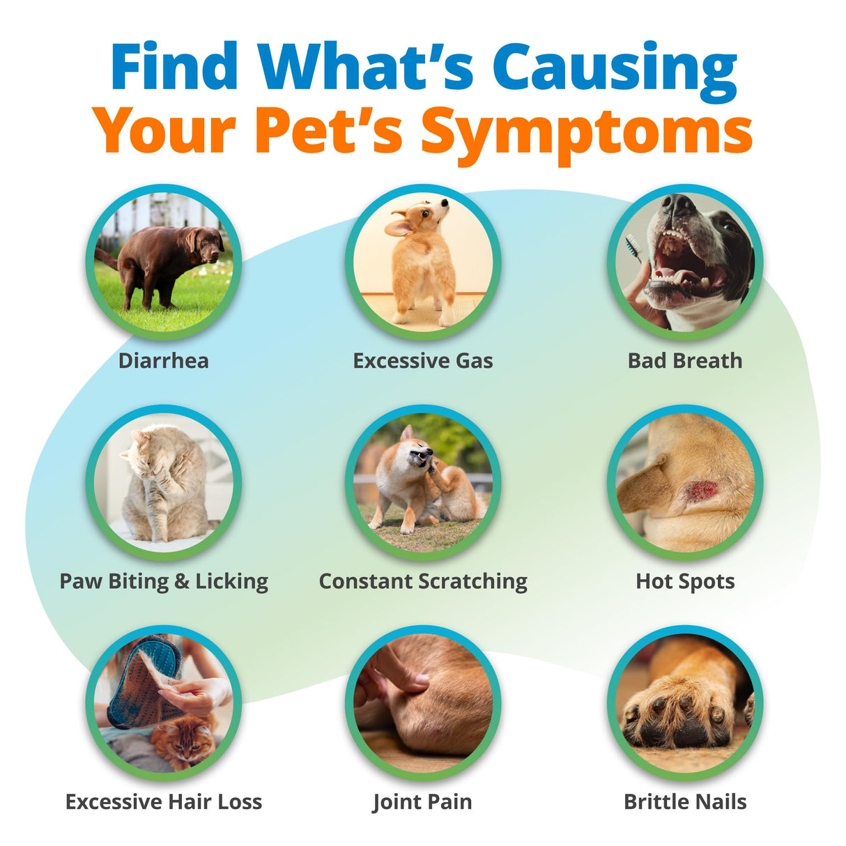 5Strands Pet Food Intolerance, Environmental & Heavy Metal Sensitivity, and Nutritional Imbalance Test, 1036 Items Tested, Cat & Dog Gut Health Test for All Breeds & Ages, Results in 4 Days
